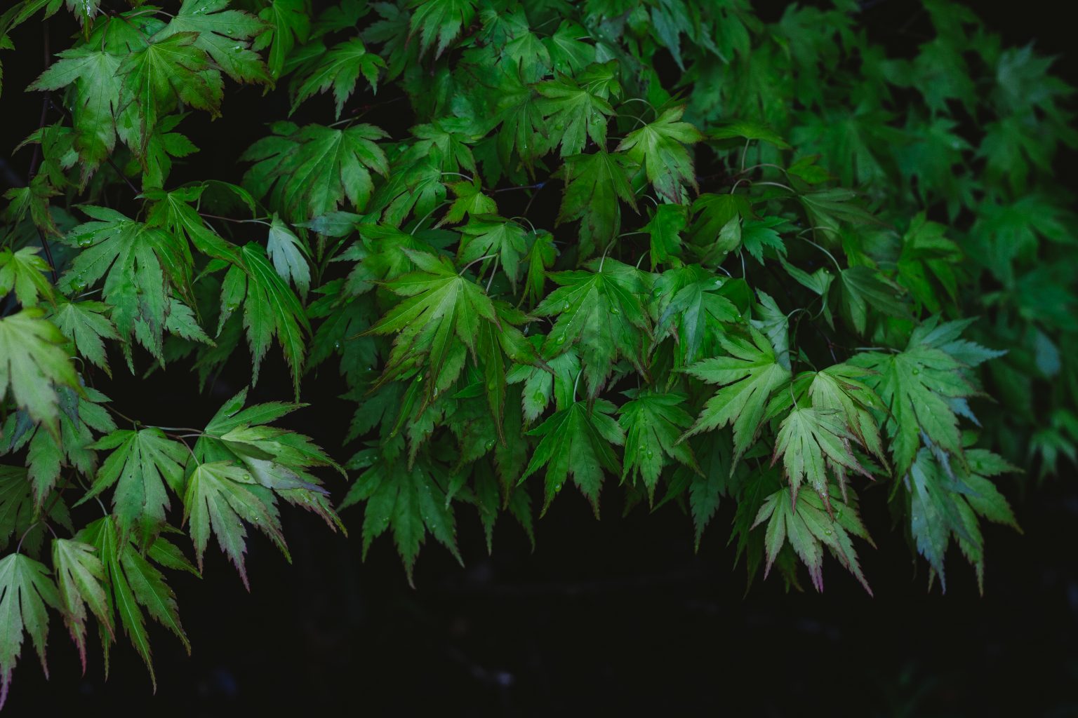 japanese-maple-acer-palmatum-oc-photorator