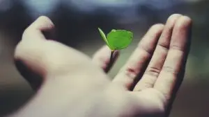 floating green leaf plant on person's hand