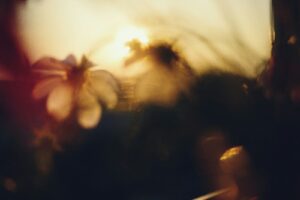 Blurred flowers are illuminated by the sunlight.